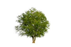 a tree shape and tree branch single green tree free png